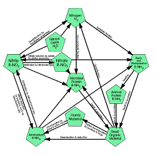 Diagram of the Nitrogen Cycle