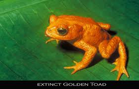   extinct   Golden Toad
