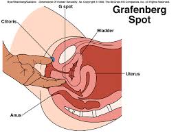   Female ejaculation  