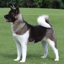   Breeders   of  Akita  