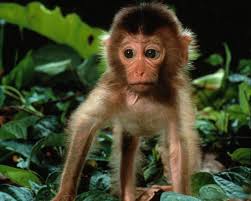 Monkeys are nice