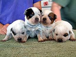   Australian Cattle   Blue Heeler  Dog  