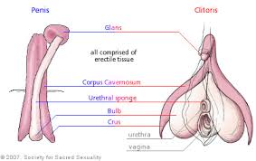 of the penis and clitoris: