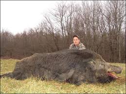 Ross Poole North Carolina 600 boar