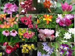 Flower Photo Samples: