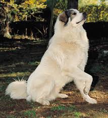   Pyrenean   Mountain Dog