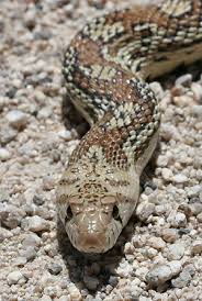 King snakes/ Milk snakes have - via Daymix