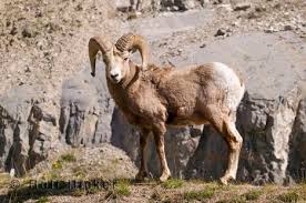 These Mountain Sheep can be - via Daymix