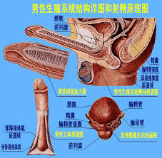 男性生殖系统射精原理图片- 两性技巧网