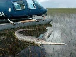 Gator-guzzling python invades - via Daymix
