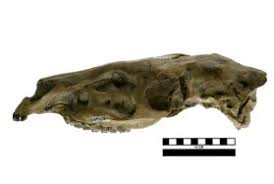 Fossil horse  Pliohippus   pernix    