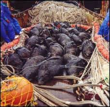 Hoki fishery doesn't deserve - via Daymix