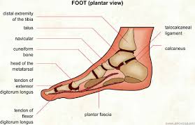 Foot    