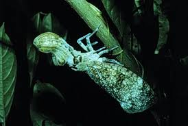 La  machaca   o mariposa caim n es un    