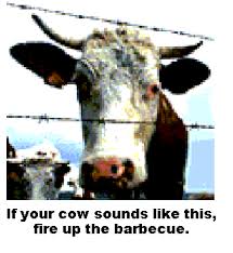 cow has mad cow disease. - via Daymix