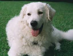Kuvasz Kuvasz Picture