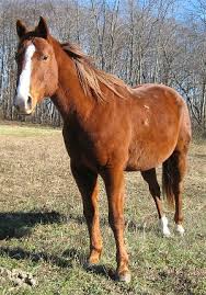 Horse Information