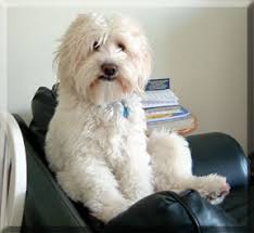 Mixed Breed Pictures - Your Dog