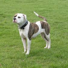 File:American Bulldog 600.jpg - via Daymix