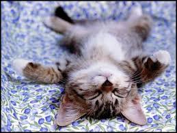   Cat   Sleeping on His Back