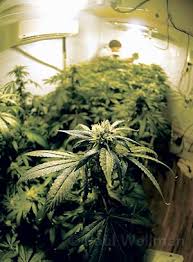 Marijuana Legalization on