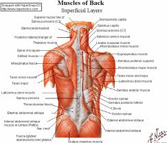 stabilizer muscles and deep - via Daymix