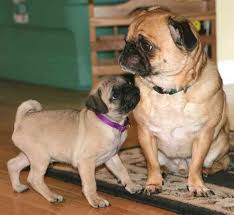 Pug breed profile - via Daymix
