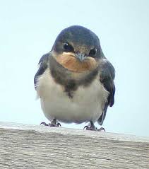 This little swallow speaks for