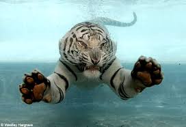 Swimming white tigers!