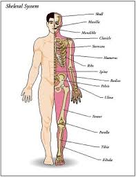 major bones in the human body