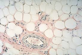 Adipose Tissue Color Images - via Daymix