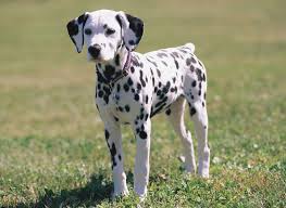 dalmatian puppy jpg