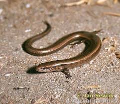 Snake-eyed Skink - via Daymix