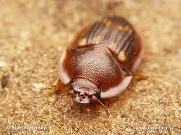 Sap-sucking Beetle