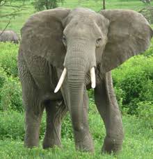 elephant jpg
