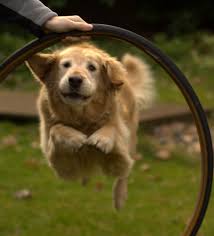 through a proper dog training