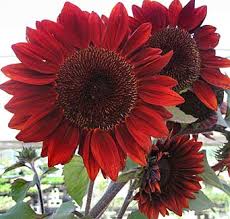 Sunflower 'Moulin Rouge'
