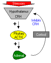  ACTH  is