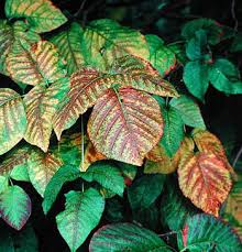 Poison Ivy in Fall