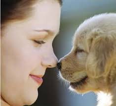 Division s  animal   shelter is located    