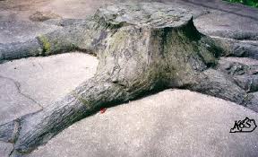 Lycopod stump at the University of