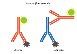 http://www.reven.org/blogengine/wp-content/uploads/2008/11/inmunofluorescencia.png