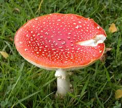 Fly  agaric  toadstool