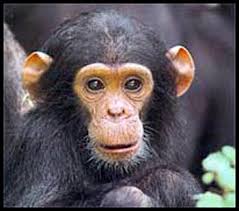 baby-chimpanzee-picture - via Daymix