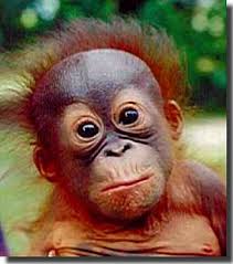 orangutan-pictures.jpg