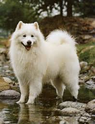   Samoyed   is a beautiful dog 