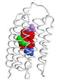      adaptive  molecular evolution  
