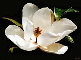 Mississippi State Flower - via Daymix