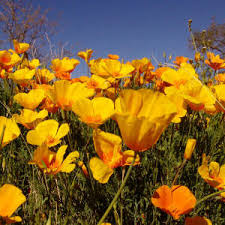 California State Flower - via Daymix