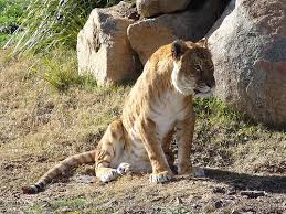 200507 tigon on Flickr - Photo - via Daymix